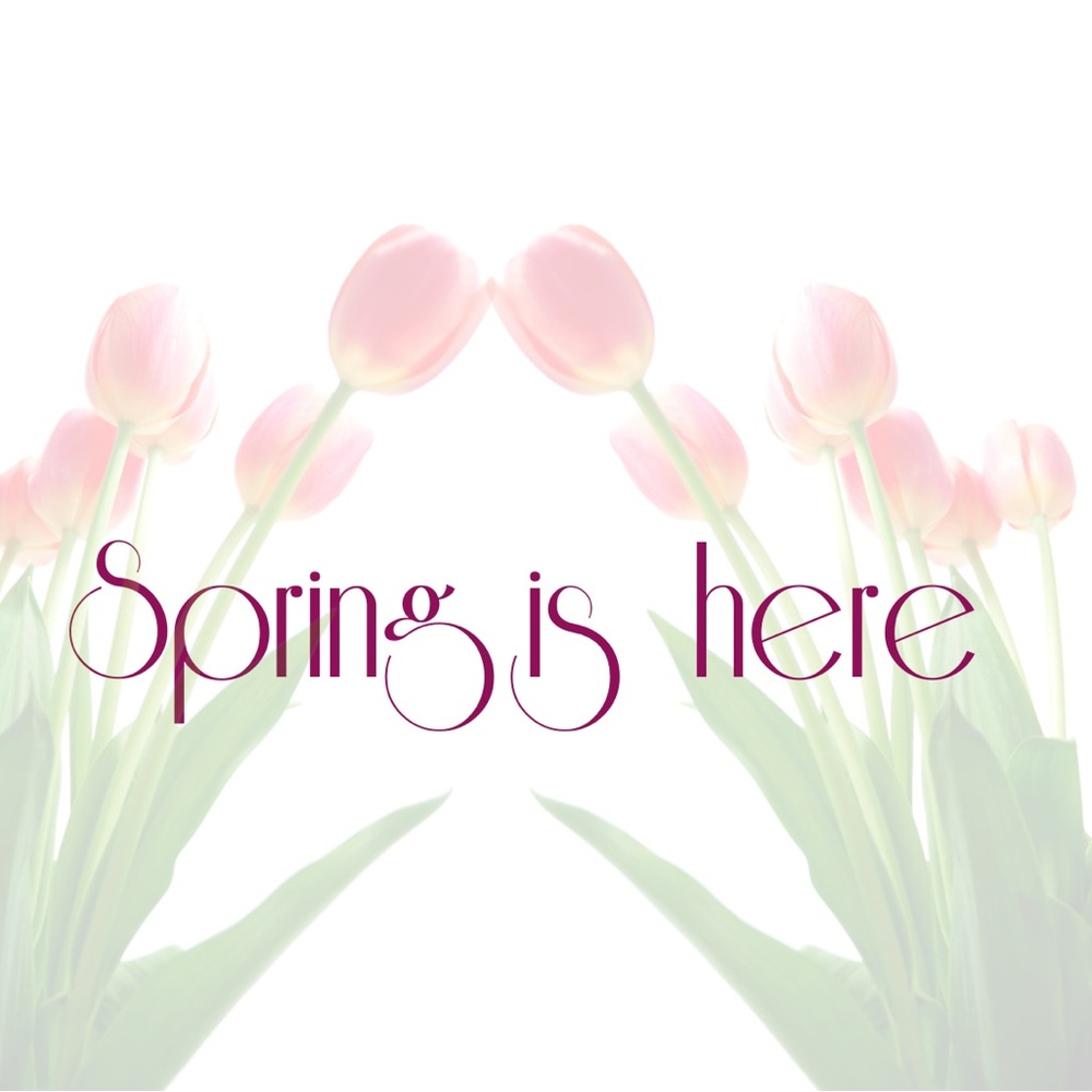 Pink Tulip Graphic Art Print